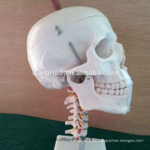 ISO Life Größe Schädel mit Halswirbelsäule Modell, Anatomische Schädel Modell